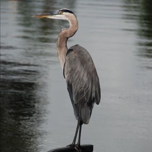 Meet your Posher, Leigh